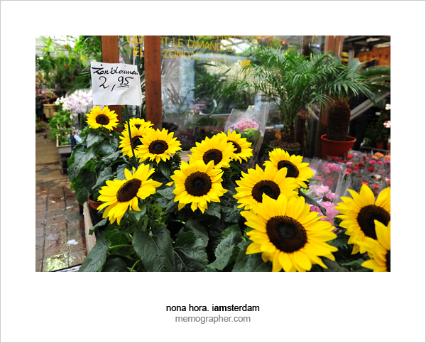 Flower Market, Amsterdam, Netherlands