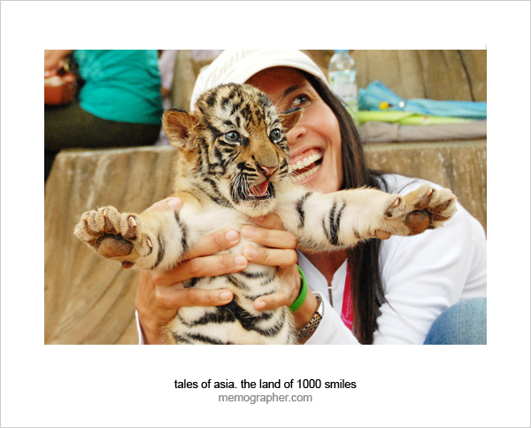 A Baby Tiger. Tiger Temple, Thailand