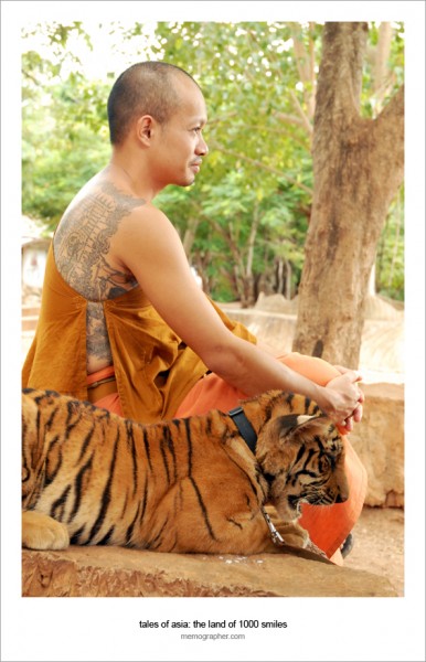Tiger Temple: All-inclusive Resort for Tigers 