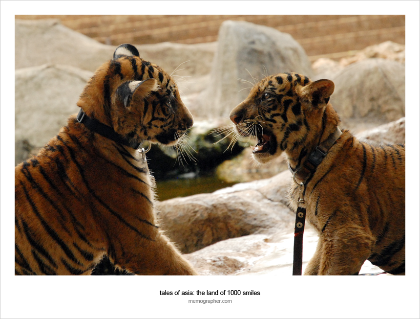 Tiger Temple: All-inclusive Resort for Tigers 